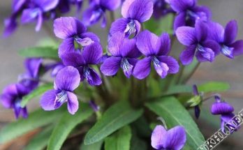 hinh-anh-hoa-violet