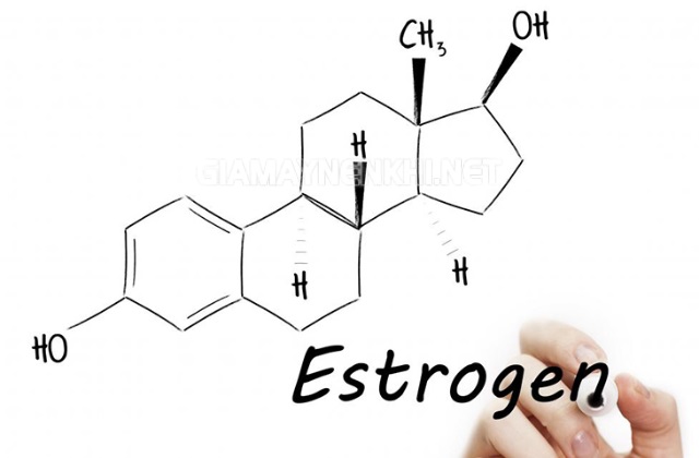 Hormone Estrogen trong quá trình đồng hóa