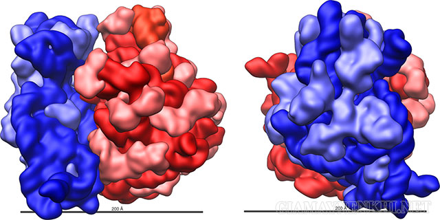 ARN riboxom