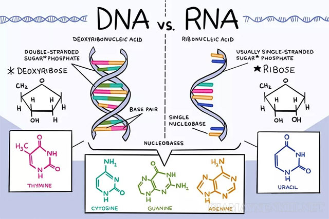 So sánh giữa ARN và ADN