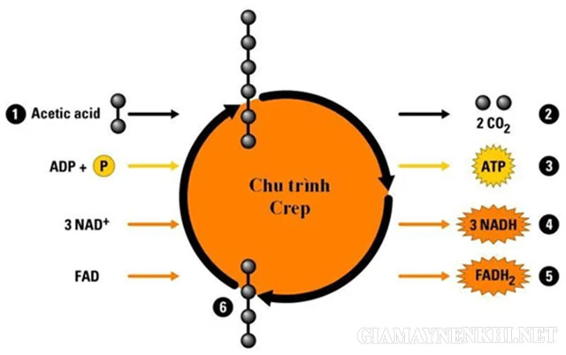 Chu trình Crebs ở vi sinh vật