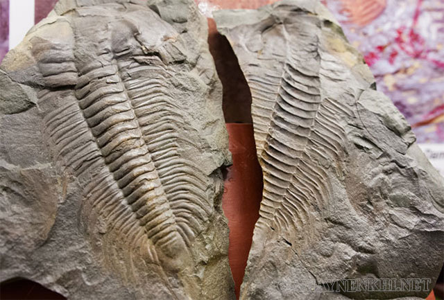 Quá trình hình thành hóa thạch
