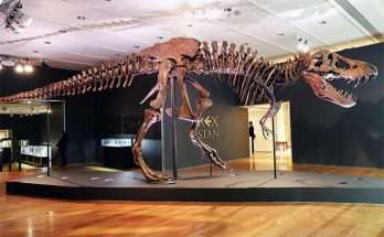 Hóa thạch khủng long bạo chúa T-rex
