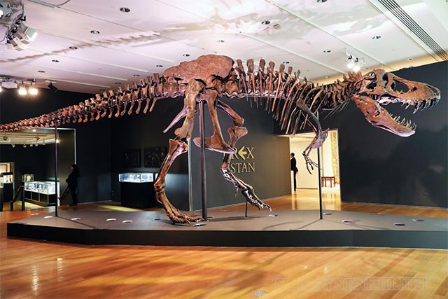 Hóa thạch khủng long bạo chúa T-rex